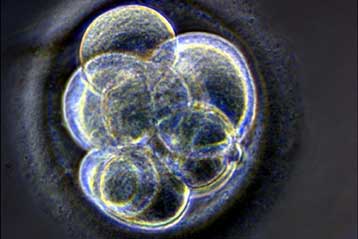 Νέα τεχνική διευκολύνει το γενετικό έλεγχο των εμβρύων