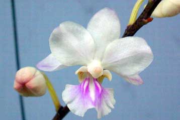 Μοναχική ορχιδέα αυτογονιμοποιείται με επιδεξιότητα