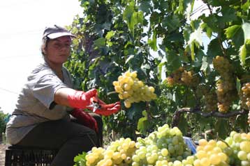 Ριζική μεταρρύθμιση στην Κοινή Αγορά Οίνου προτείνει η Κομισιόν