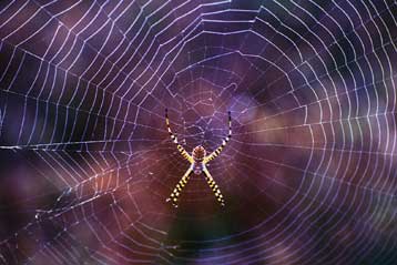 Προϊστορικός ιστός σε κεχριμπάρι δείχνει την εξέλιξη των αραχνίδων