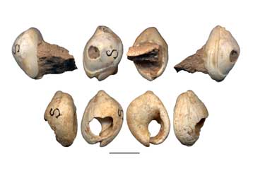 Μικρά κοχύλια σχημάτιζαν κοσμήματα 100.000 χρόνων