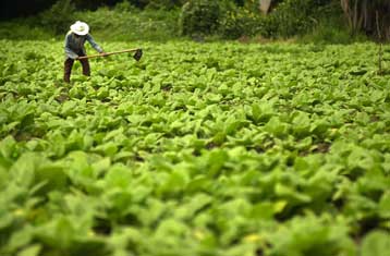 Γενετικά τροποποιημένος καπνός παράγει εμβόλιο για την ηπατίτιδα