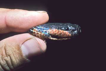 Φίδι της Βόρνεο αλλάζει χρώματα σαν χαμαιλέων