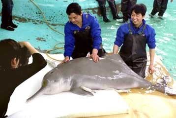 Τελευταίο καταφύγιο για τα ελάχιστα ποταμίσια δελφίνια της Κίνας