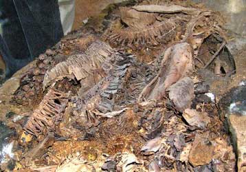 Υπολείμματα λουλουδιών 3.000 ετών ανακαλύφθηκαν στην Αίγυπτο