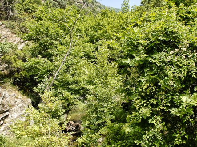 Η δροσιά του Δημοσάρη