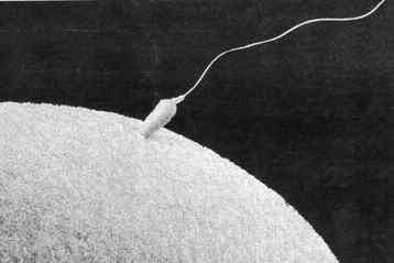 Σπέρμα κατασκευασμένο στο εργαστήριο δίνει τους πρώτους απογόνους