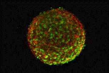 «Ναι» της Γερουσίας, «όχι» του Μπους στις έρευνες με ανθρώπινα έμβρυα