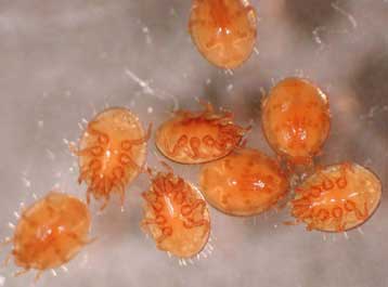 Έντεκα νεκροί στην Τουρκία από αιμορραγικό πυρετό που μεταδίδουν τα τσιμπούρια