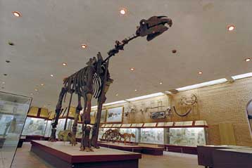 Απολίθωμα του μεγαλύτερου θηλαστικού που περπάτησε ποτέ στη Γη βρέθηκε στην Τουρκία