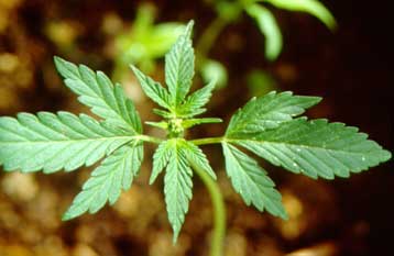 Πειραματόζωα «πέφτουν στα σκληρά» μετά τη χρήση κάνναβης