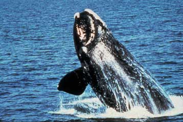 Καταφύγιο έξω από την Αλάσκα για τις σπανιότερες φάλαινες του κόσμου