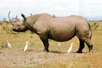 Εξαφανισμένο είδος ο μαύρος ρινόκερος της δυτικής Αφρικής