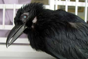 Απεβίωσε, στα 59, το γηραιότερο και πιο τυχερό κοράκι του κόσμου