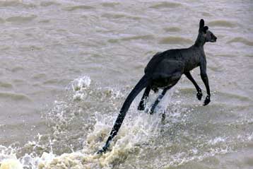 «Δολοφονικά καγκουρό» ζούσαν κάποτε στην Αυστραλία
