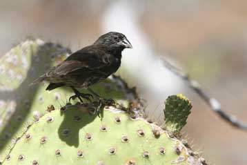 Οι σπίνοι των Γκαλαπάγκος επιβεβαιώνουν τον Δαρβίνο
