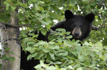 Γενετικό υλικό ανακτήθηκε από αρκούδα 400.000 ετών