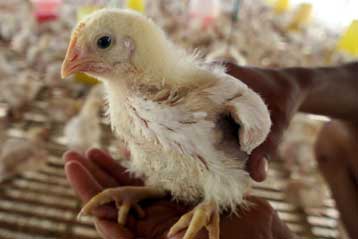 Συνεχίζεται με αμείωτη ένταση η επιδημία γρίπης των πτηνών στην Ινδονησία