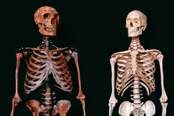 Κυνηγοί γονιδίων αναλύουν ολόκληρο το DNA του Νεάντερταλ