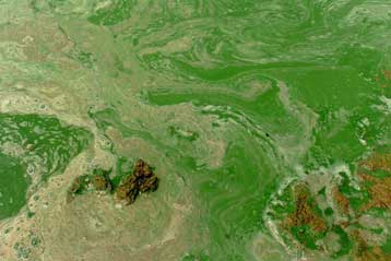 Βιολογικό καύσιμο θα παράγεται και από πλαγκτόν