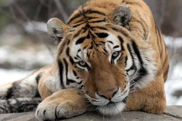 Μόλις 7.500 τίγρεις απομένουν στον πλανήτη