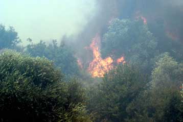 Υπό έλεγχο η πυρκαγιά μεταξύ Λούτσας και Βραυρώνας