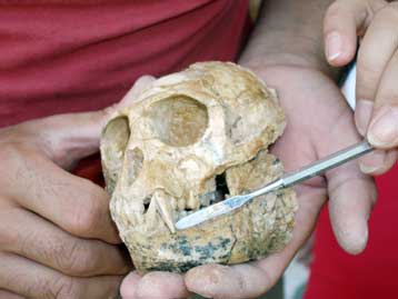 Συγγενής του ανθρώπου πέντε εκατ. ετών ανακαλύφθηκε στη Χαλκιδική