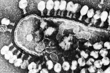 Ιοί που ψεκάζονται στα τρόφιμα προφυλάσσουν από λοιμώξεις