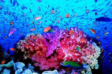 Εκατομμύρια νέα είδη μικροβίων ανακαλύπτονται σε δείγματα ωκεανού