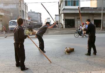Μισό εκατομμύριο σκύλοι προς θανάτωση στην Κίνα λόγω επιδημίας λύσσας
