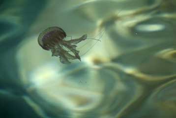 Εισβολή από τσούχτρες στη Μεσόγειο διώχνει τους κολυμβητές