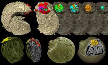 Πρωτοποριακή τομογραφία αποκαλύπτει τις απαρχές της ζωής