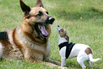 Παρασιτικός καρκίνος μεταδίδεται εδώ και αιώνες από σκύλο σε σκύλο