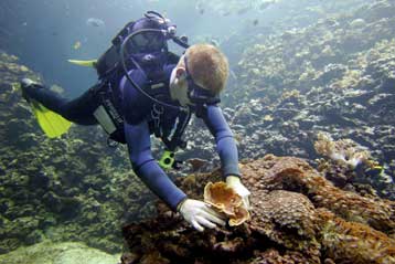 Κοράλια του δοκιμαστικού σωλήνα αποκαθιστούν πληγωμένο ύφαλο
