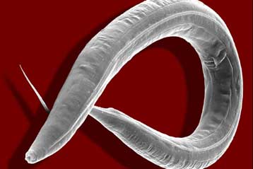 Γονίδια που χαρίζουν μακροβιότητα εξουδετερώνουν και τον καρκίνο