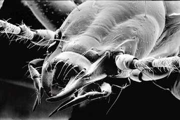 Ο Ανόφθαλμος Χίτλερ χρήζει άμεσης προστασίας