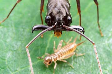 Το μυρμήγκι οδοντομάχος έχει τα ταχύτερα σαγόνια του κόσμου
