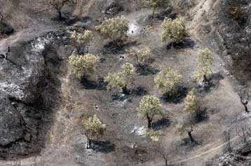 Απομακρύνεται σταδιακά ο πύρινος εφιάλτης από τη Χαλκιδική