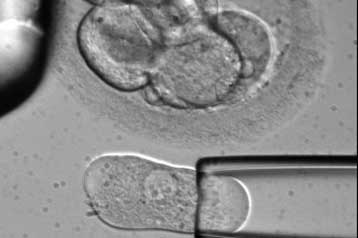 «Ηθικά» βλαστικά κύτταρα δημιουργήθηκαν χωρίς την καταστροφή εμβρύων