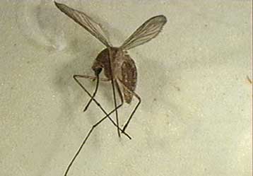 Έξαρση κρουσμάτων και θανάτων από εγκεφαλίτιδα σε επαρχίες της Κίνας