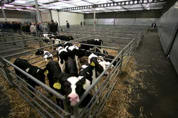 Ιός των προβάτων μεταφέρθηκε μυστηριωδώς από την Αφρική στην Ευρώπη