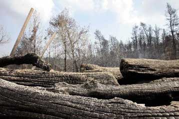 Σε ύφεση η πυρκαγιά στη Μάνη, έσβησαν οι φλόγες στη Χαλκιδική