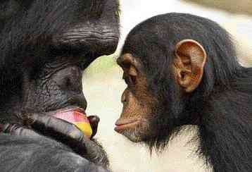 Πολλαπλά αντίγραφα γονιδίου κάνουν τον ανθρώπινο εγκέφαλο ανθρώπινο