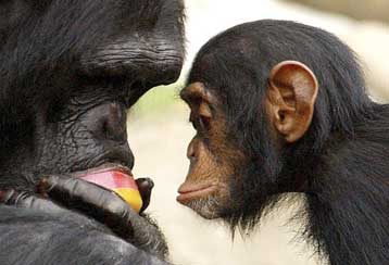 Πολλαπλά αντίγραφα γονιδίου κάνουν τον ανθρώπινο εγκέφαλο ανθρώπινο