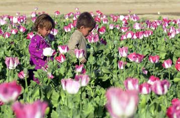 Ρεκόρ θα σημειώσει η παραγωγή οπίου φέτος στο Αφγανιστάν