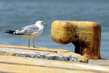 Με τρίωρη καθυστέρηση καταπλέει στον Πειραιά το «Θεόφιλος»