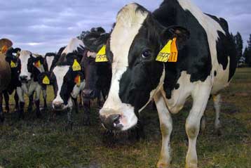 Ελέγχους για τη γεωγραφική προέλευση του γάλακτος σχεδιάζει ο ΕΦΕΤ