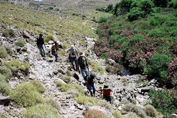 Απολιθωμένο φοινικόδασος τριών εκατομμυρίων ετών εντοπίστηκε στην Πελοπόννησο