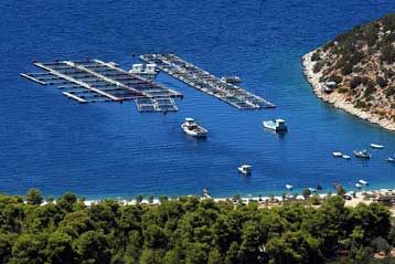 H μισή παραγωγή ψαριών προέρχεται από ιχθυοτροφεία