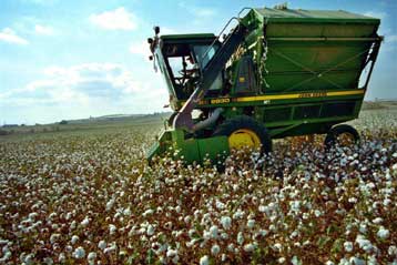 Νέο σύστημα ενίσχυσης για το βαμβάκι αναζητά η Ευρωπαϊκή Ένωση